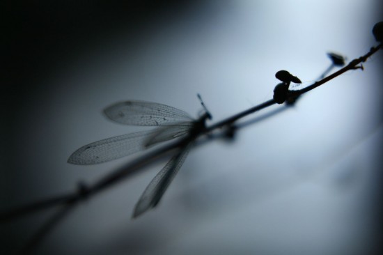 Time to fly - dragonfly on twig
