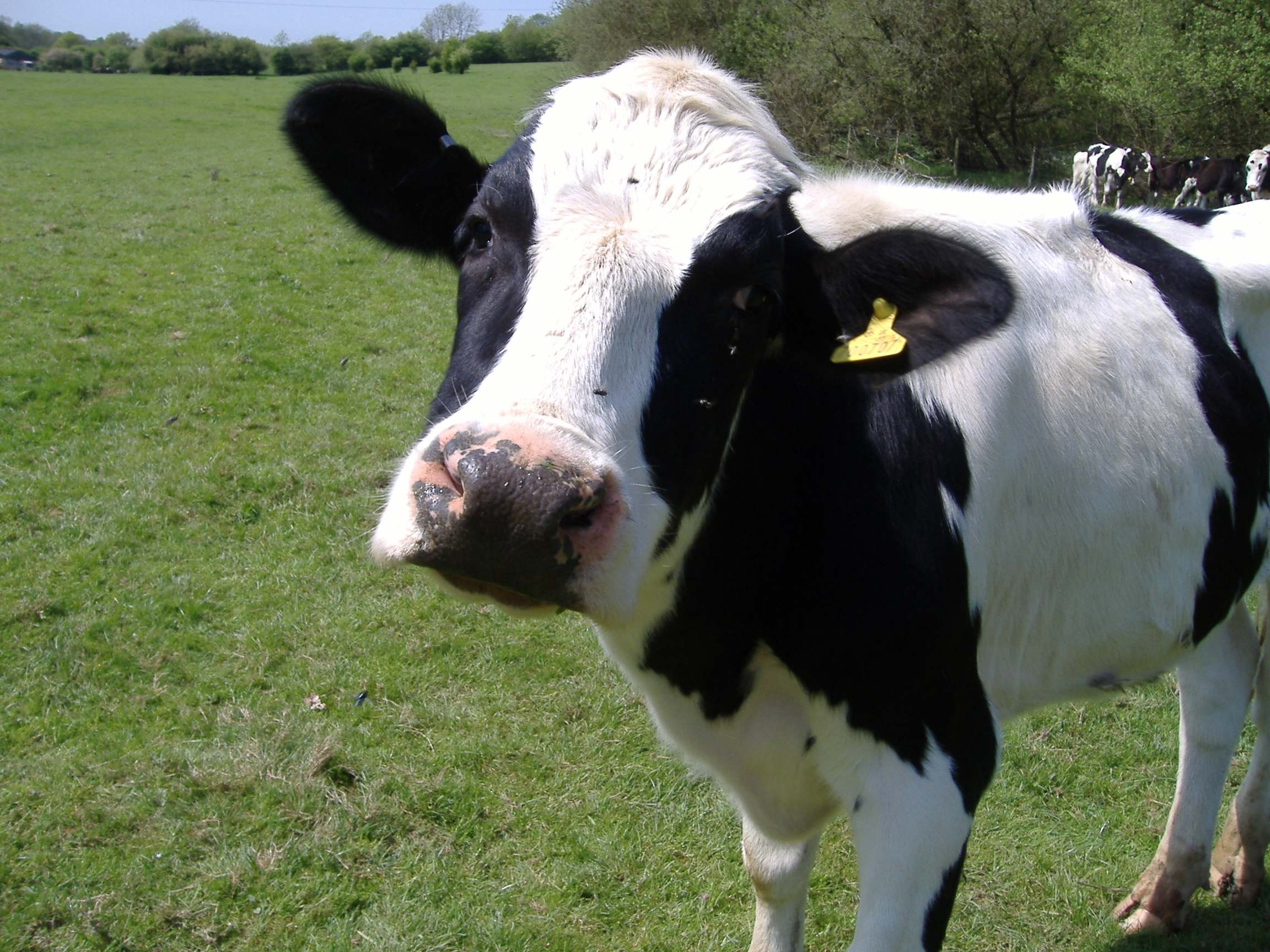 LIFE AS A HUMAN – Which has a better life on the factory farm? Dairy