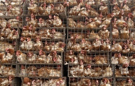 chickens factory farm