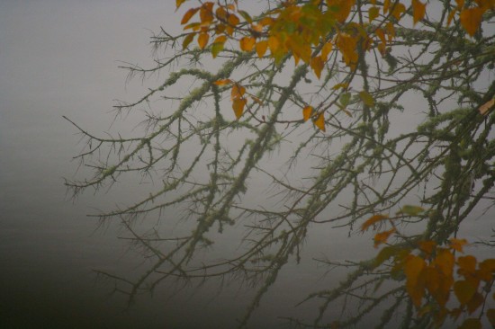 Leaves and moss in the fog © Michael Lebowitz