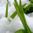 Spring Snow