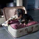 Suitcase
