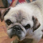 Tank (aka Bubba)