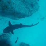 White tip reef shark, the most common one seen by snorkelers and perfectly harmless to humans unless provoked.