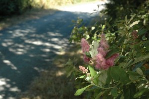 The smallest things reflect the sacredness of the trail