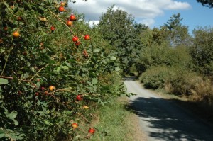 Galloping Goose Trail in Victoria BC