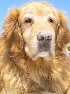 The very handsome golden retriever General Custer!