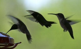 Hummingbird Wings Landing #2