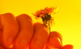 Hand holding yellow dandelion.