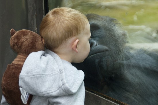 Stealing those gorilla kisses.