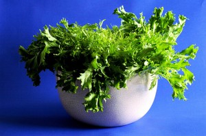 Curly Endive