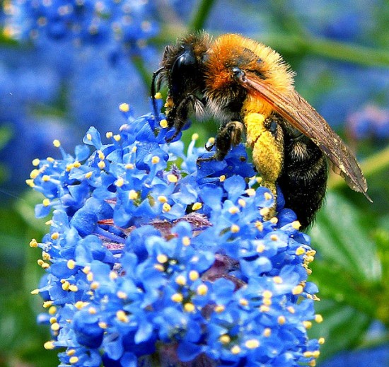 Pollinated! Honey Bee on Ceanothus.