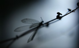 Time to fly - dragonfly on twig