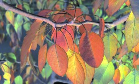 Guest houses of Autumn
