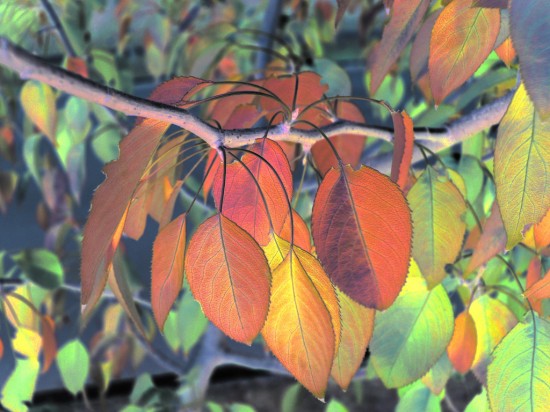 The Guest Houses of Autumn