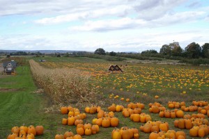 Field of pumpkins near Wolfville