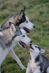 Puppy with two adult dogs