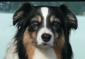 Focused dog