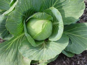 The Wonders of Cabbage