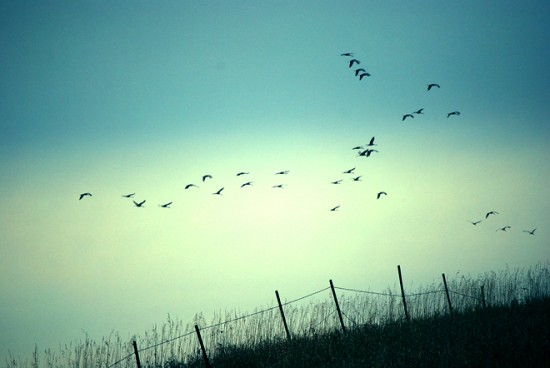 Birds fly in formation above a fence in a field