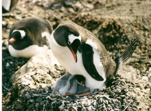 Gentoo penguins