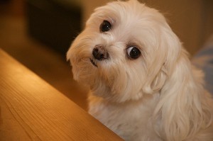 Cute puppy