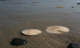 Sand dollars and synchronicity
