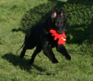 Puppy in motion