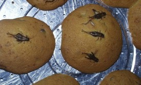 cricket cookies