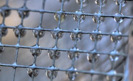 Dewdrops on fence
