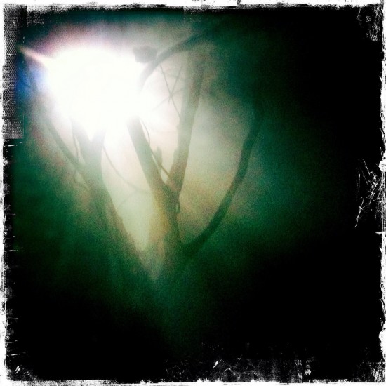 Trees in nightmare