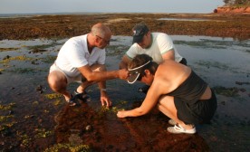 Scouring the ocean floor looking for edible seaweed