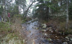 Headwaters of the Shelburne River.