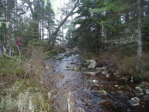 Headwaters of the Shelburne River.
