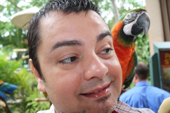 Parrot on the shoulder of a Jungle Island visitor.