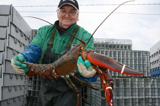 Yarmouth, Nova Scotia lobster