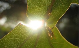Sunlight through torn leaf