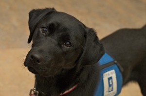 Service dog