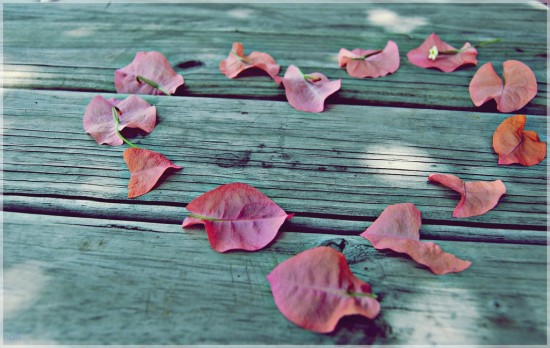 Leaves arranged in a heart shape