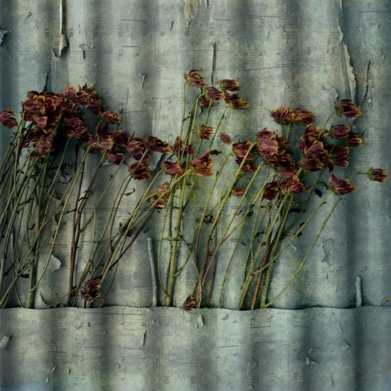 Dried flowers along the wall