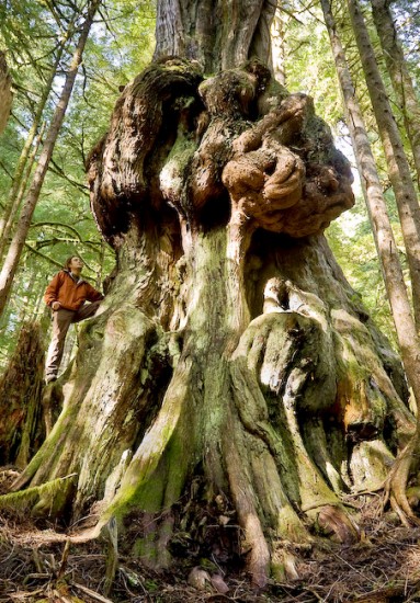 "Canada's Gnarliest Tree" Avatar Grove - photo TJ Watt