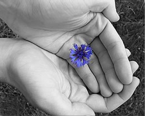 Hands holding purple flower