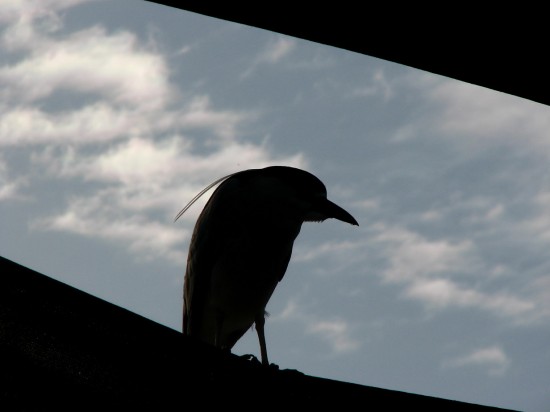 Crow: watcher or watched?