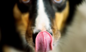 Lick