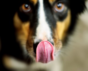 Lick