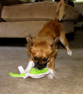 Play