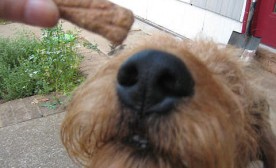 Airedale Treats