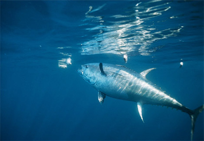 Once plentiful, tuna are overfished and in danger of extinction.
