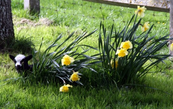 Pascal, growing as big as a daffodil