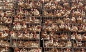 Factory Farm Chickens